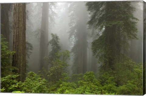 Framed Redwoods NP Fog Print