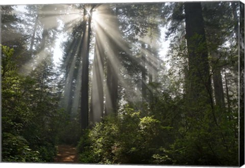 Framed Redwoods NP Ladybird Johnson Lightbeam Print