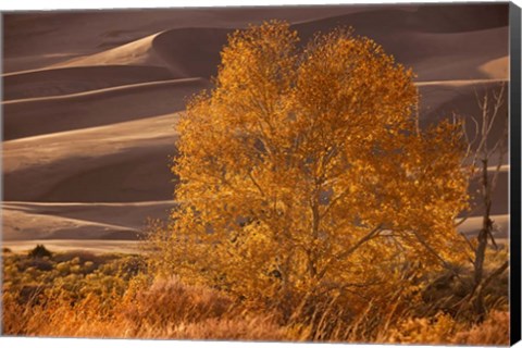 Framed Sand Dunes NP Print
