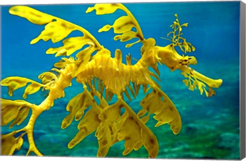 Framed Sea Dragon Print
