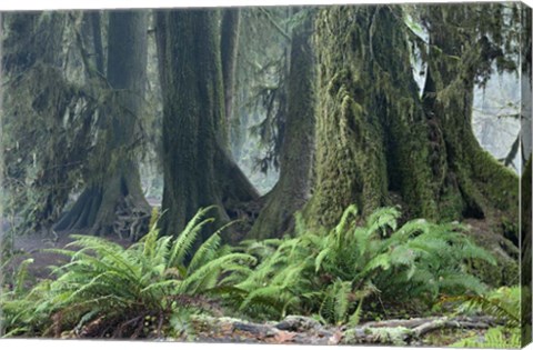 Framed Washington Olympic NP Foggy Ferns Print