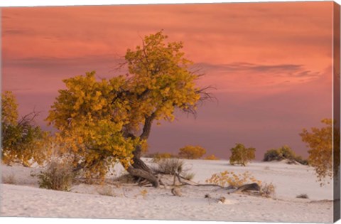 Framed White Sands Yellow Tree Print