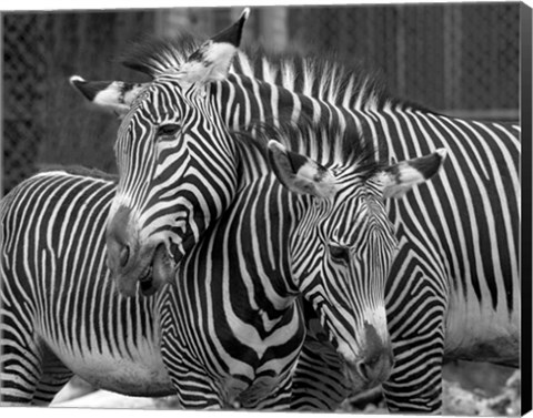 Framed Zebras Print