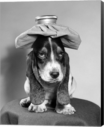 Framed Bassett Hound Dog With Ice Pack On Head Print