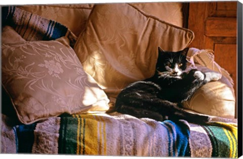 Framed Tuxedo Cat Sitting On Sofa Print