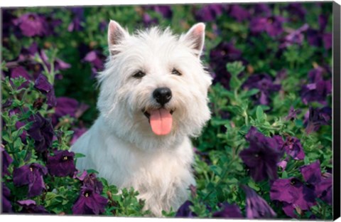 Framed West Highland Terrier Sitting In Petunias Print