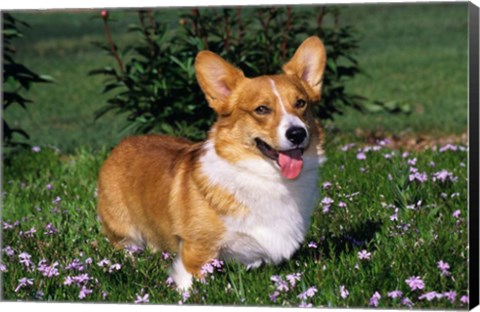 Framed Welsh Pembroke Corgi Sitting In Grass Print