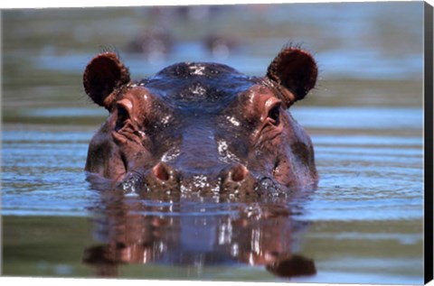 Framed Hippopotamus Amphibius Peering Out From Water Print