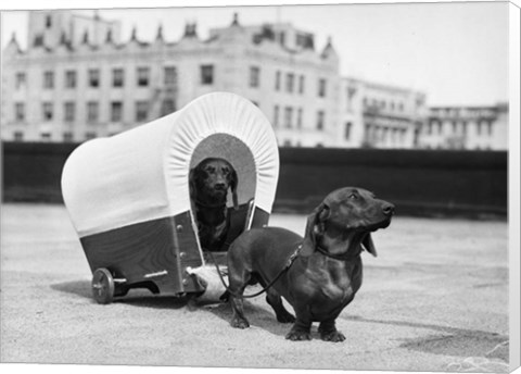 Framed 1930s Two Dachshund Dogs Print