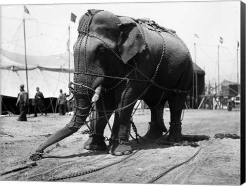 Framed 1930s Circus Elephant Draped In Chains Print