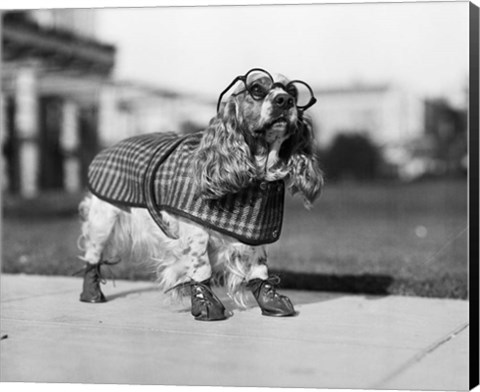 Framed 1930s Cocker Spaniel Wearing Glasses Print