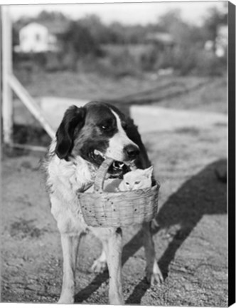 Framed 1930s Dog Holding Cat Print