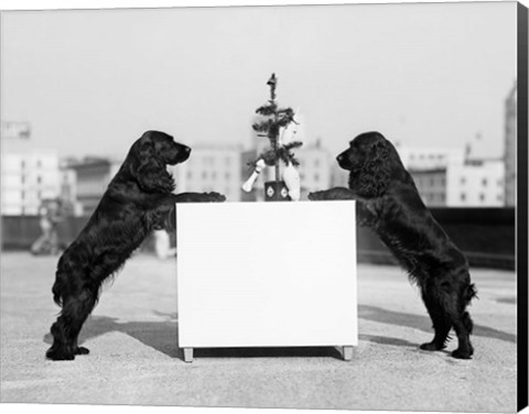 Framed 1930s Two Black Cocker Spaniels Standing Print