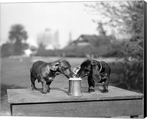 Framed 1890S Two Dachshund Puppies Print