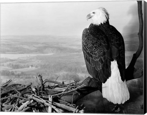 Framed Museum Setting View Of Bald Eagle Print