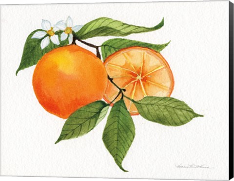 Framed Citrus Garden V Print