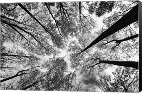 Framed Looking Up I BW Print