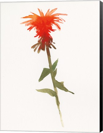 Framed Salmon Monarda II Print