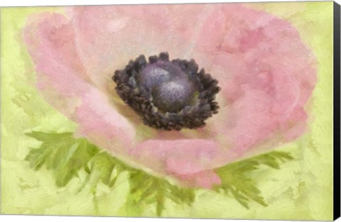 Framed Anemone Pink and Lime Print