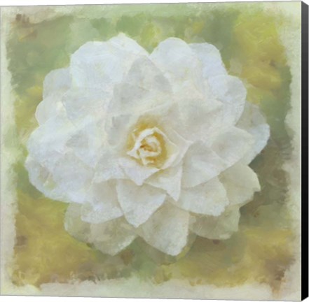 Framed Camelia White Print