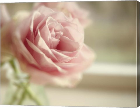 Framed Dreamy Rose Print