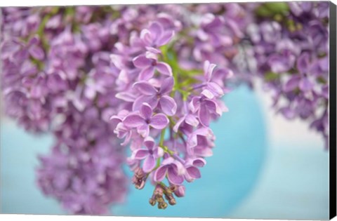 Framed Lilacs in Blue Vase I Print