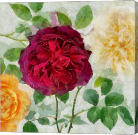 Framed Peonies and Roses II Print