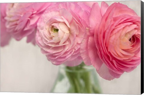 Framed Pink Buttercups in Glass II Print