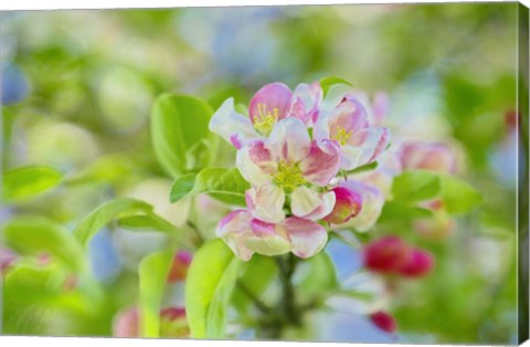 Framed Apple Blossom Print