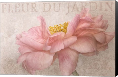 Framed Garden Flower Print