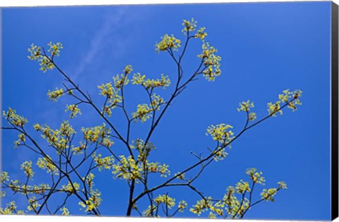 Framed Maple Flowers Print