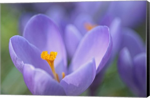 Framed Purple Crocus Print