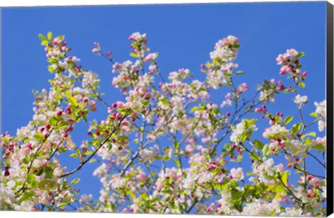 Framed Spring Apple Blossom Print