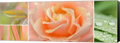 Framed Apricot Garden Print