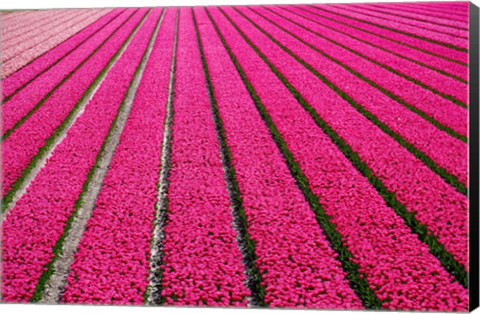 Framed Tulip Field Hot Pink Print