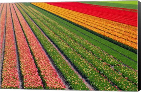 Framed Tulip Field In Orang, Red And Green Print