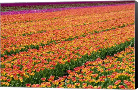 Framed Tulip Field Orange Print