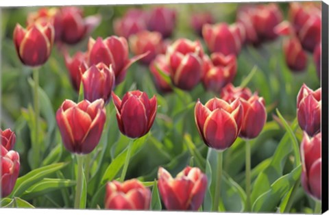 Framed Tulip Field Papillon Print