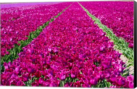 Framed Tulip Field Red Violet Print