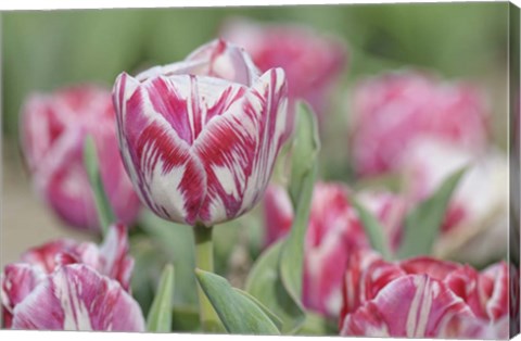 Framed Tulip Rembrandt-Spaendonck Print