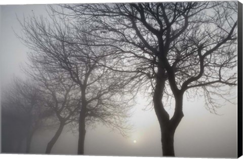 Framed Hazy Dawn with Tree Tree Silhouettes B&amp;W Print