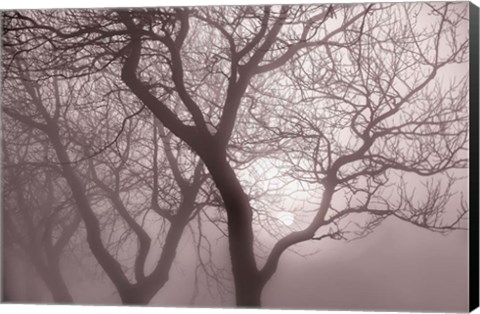 Framed Hazy Dawn with Tree Tree Silhouettes Print