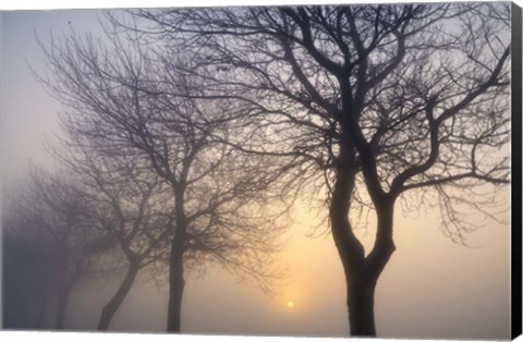 Framed Hazy Sunrise with Tree Tree Silhouettes Print