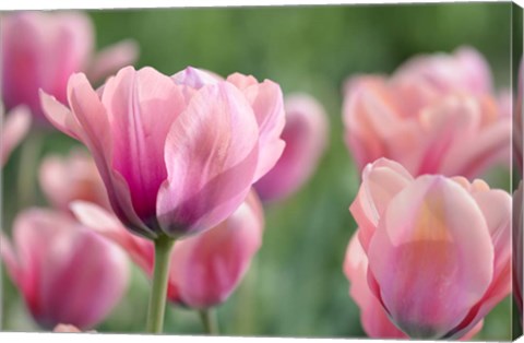 Framed Pink Tulips Print