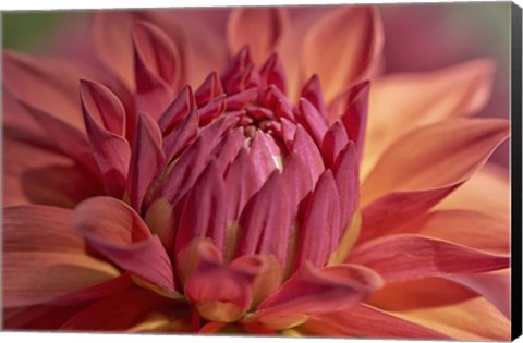 Framed Red Dahlia Print