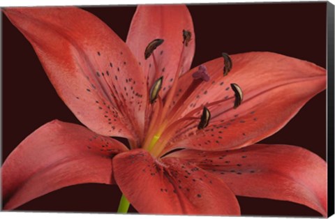 Framed Red Lily Print