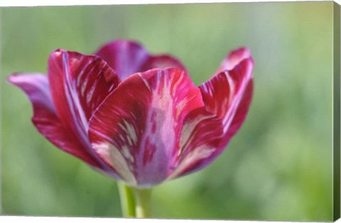 Framed Ruby Rembrandt Tulip Print