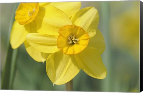 Framed Yellow Daffodils Print