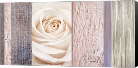 Framed Ivory Rose Ccollage Print