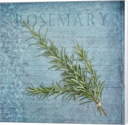 Framed Classic Herbs Rosemary Print